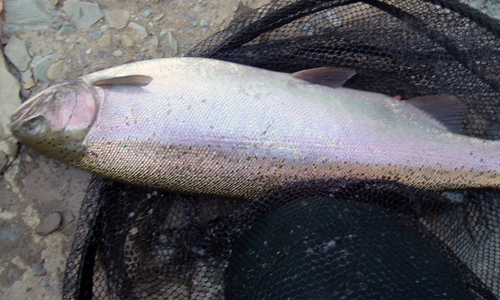 Everything you need to catch steelhead in the Great Lakes