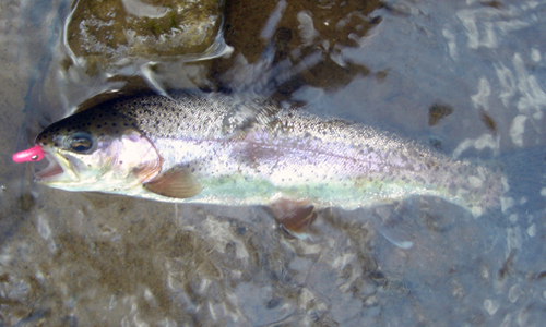 Can you use trout worms in Pennsylvania's DHALO areas? - Anglers