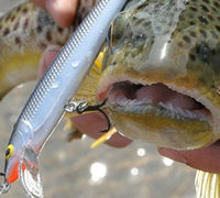 The best crankbaits for trout - Anglers Notebook