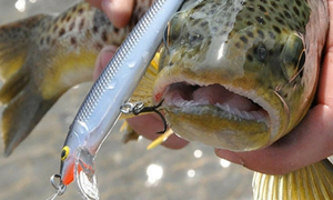 The best crankbaits for trout - Anglers Notebook
