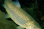 https://anglersnotebook.com/wp-content/uploads/2020/12/brown-trout-cold-water-180x120.jpg